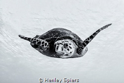 Turtle Portrait by Henley Spiers 